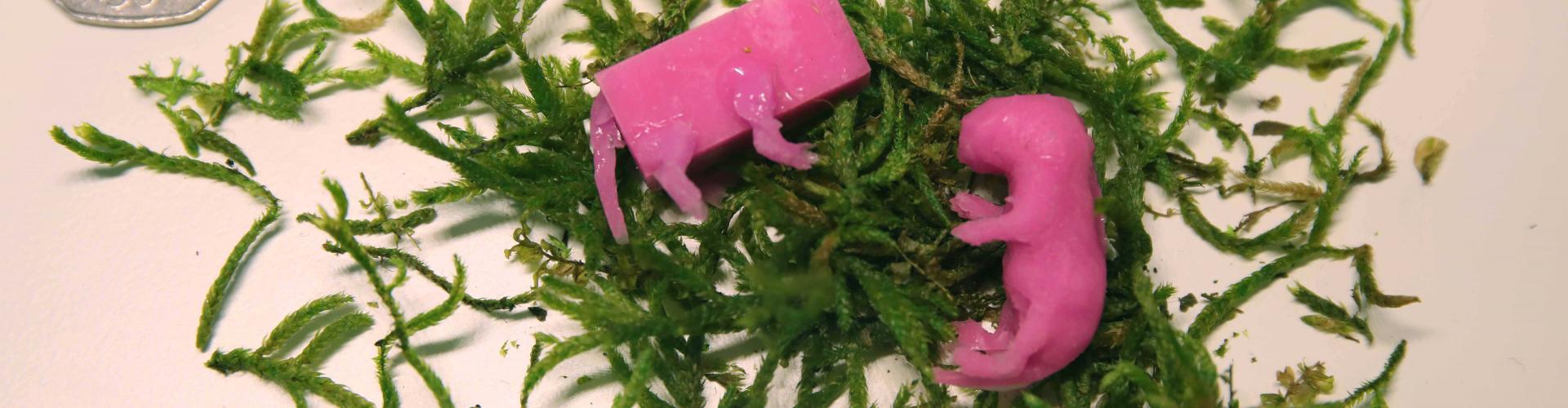 Silicone pup dummies