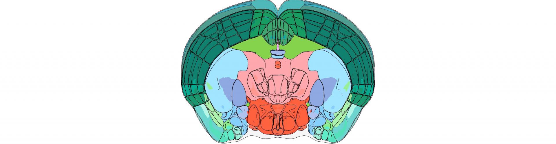 Brain visualisation using brainrender