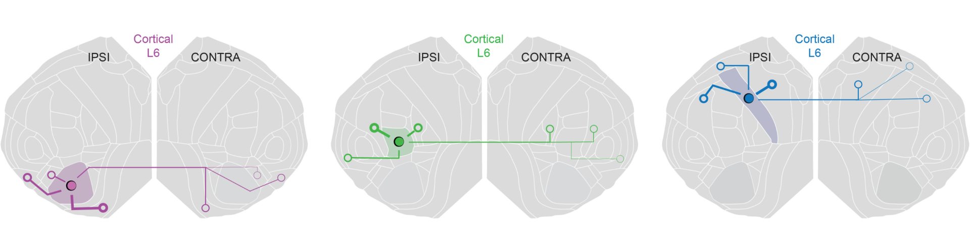 Illustration of three brain maps showing connections within and across cortical hemispheres