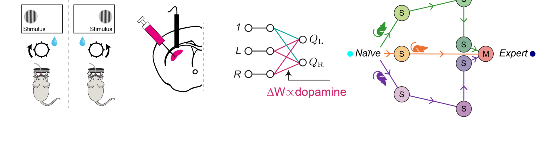 Diagram showing four images depicting behaviour, striatal dopamine, deep RL model and saddle points