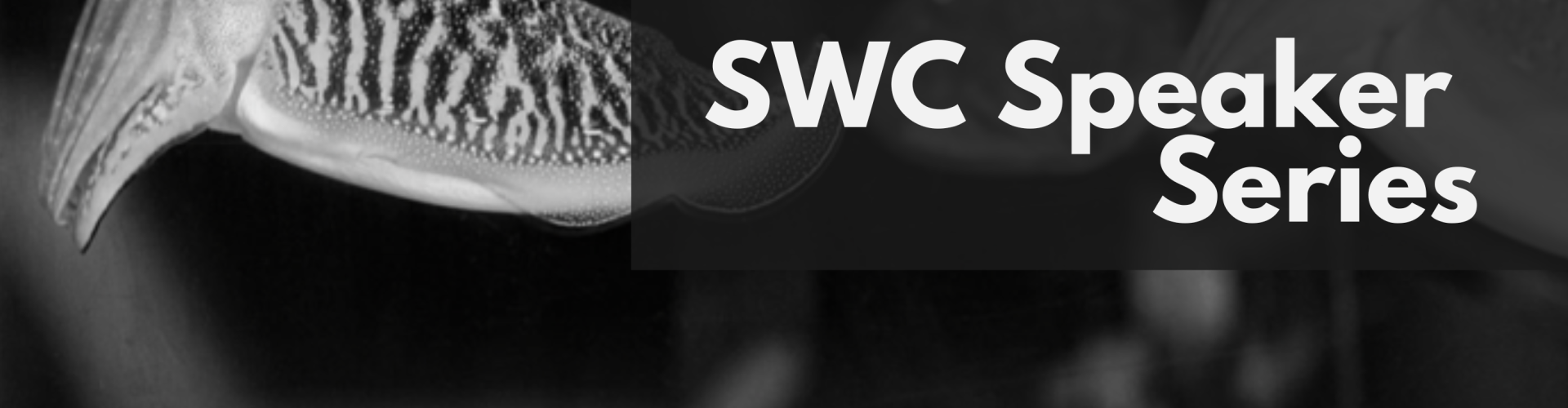 Photo of adult Sepia officinalis (~6cm length) in an aquarium at the Max Planck Institute for Brain Research with text overlaid "SWC Speaker Series"