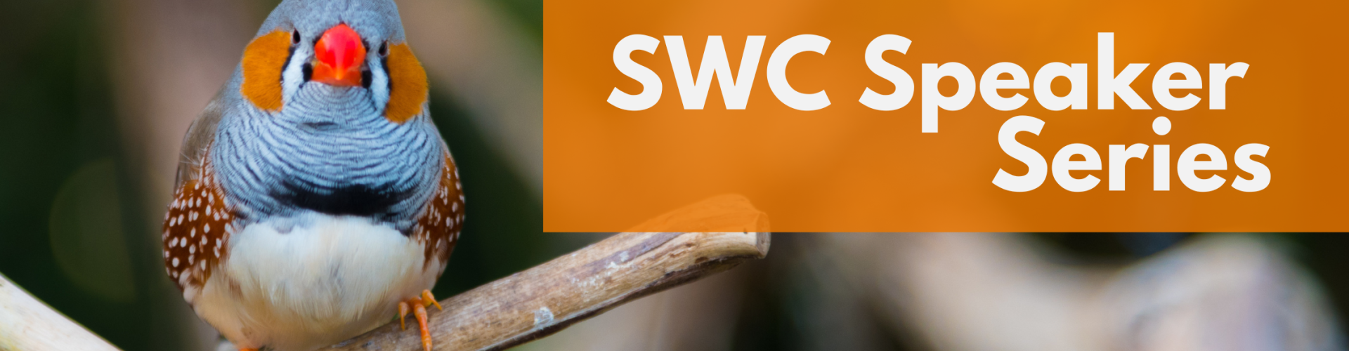 Photo of a Zebra Finch sitting on a branch, overlaid with 'SWC Speaker Series'