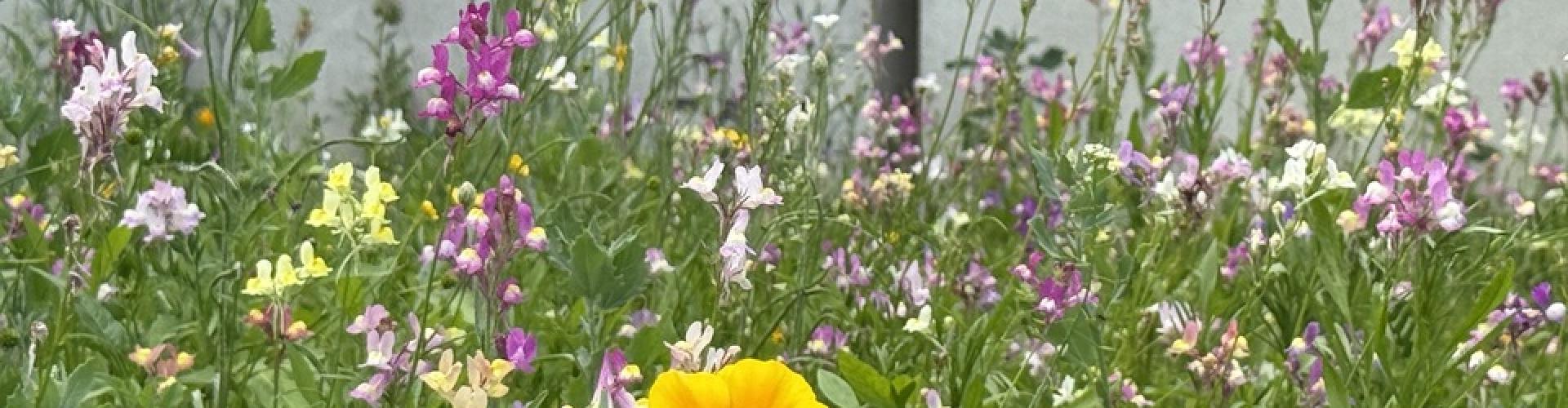 A photo of the SWC rooftop wild flower meadow in bloom