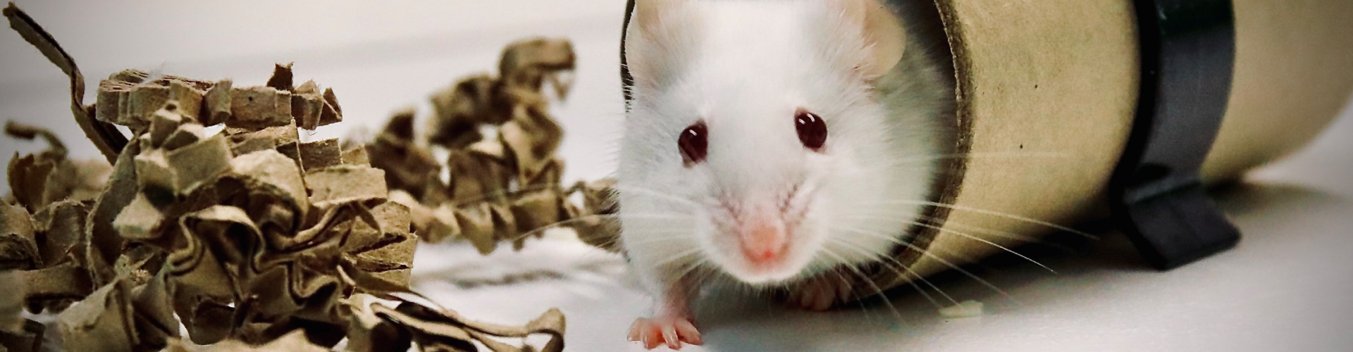 Photo of a mouse with enrichment