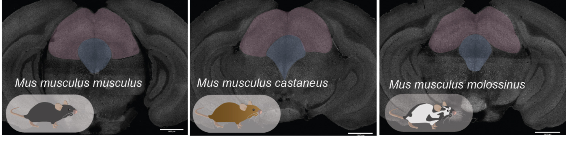 Three brain images showing Mus musculus musculus, Mus muscukus castaneus, and Mus musculus molossinus