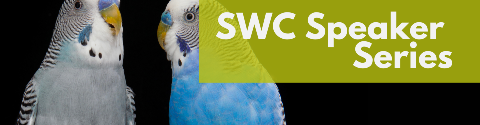 Photo of two budgerigars with text overlaid "SWC Speaker Series"