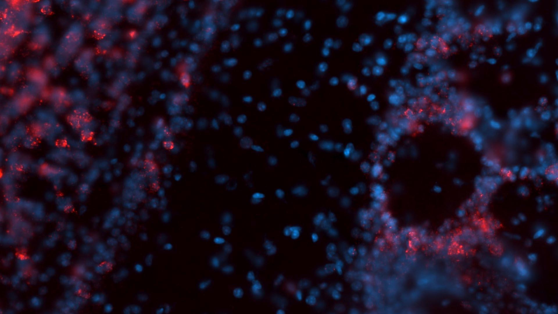 Behaviour and decision making