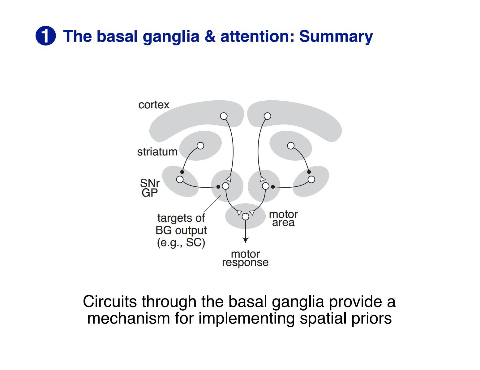 Basal ganglia and attention