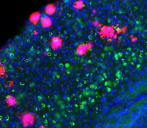 Marc Aurel Busche Research