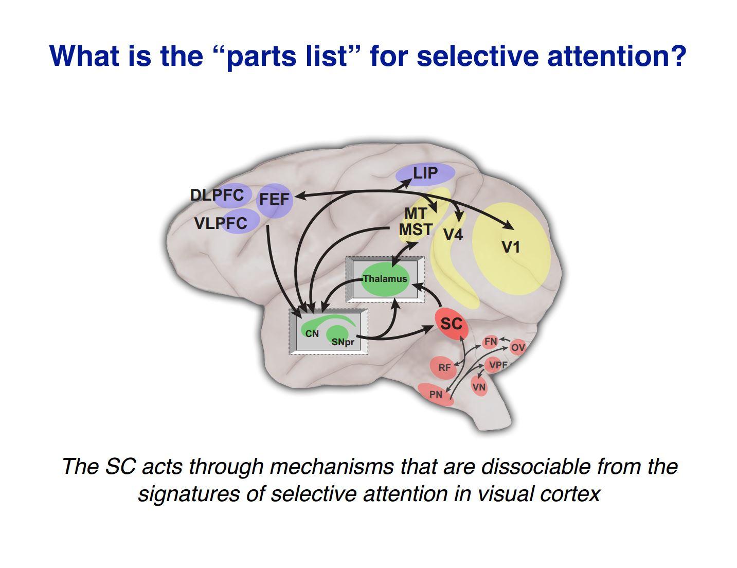 SC mechanism selective attention