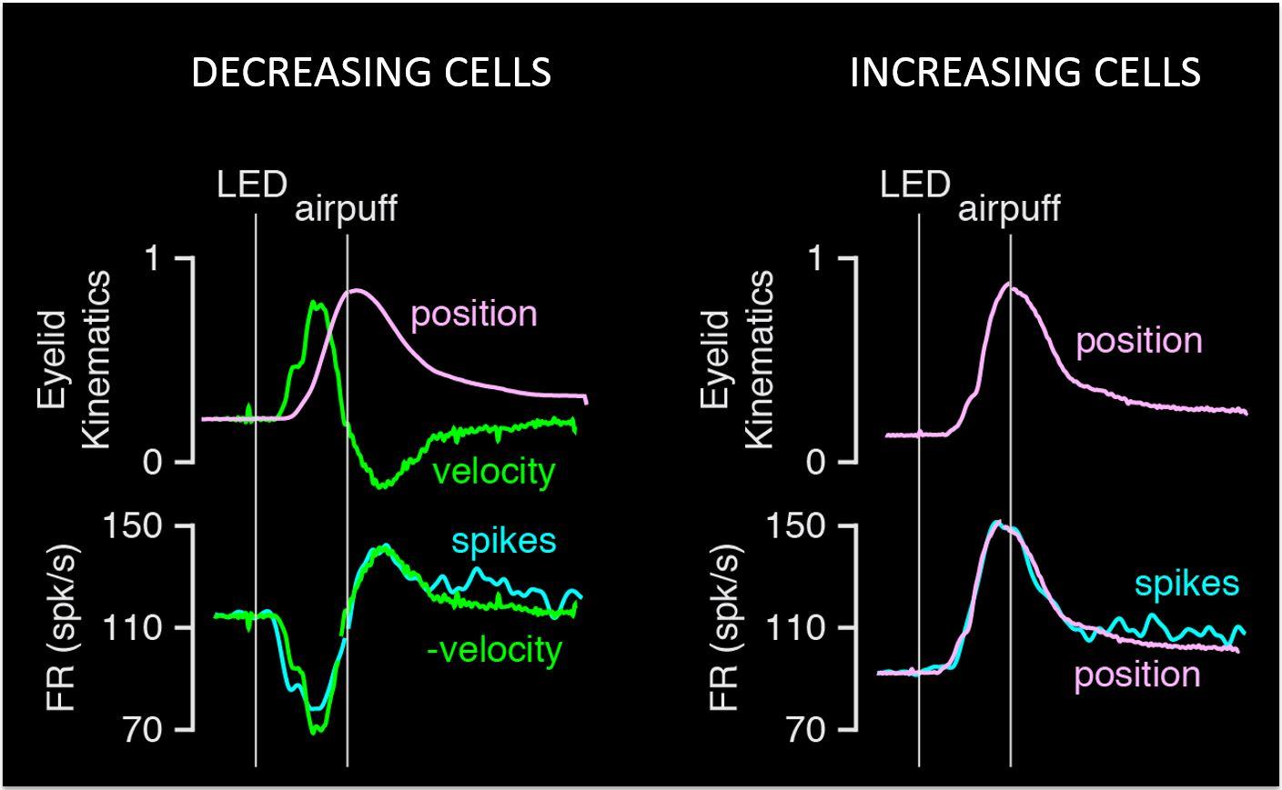 Purkinje cells firing