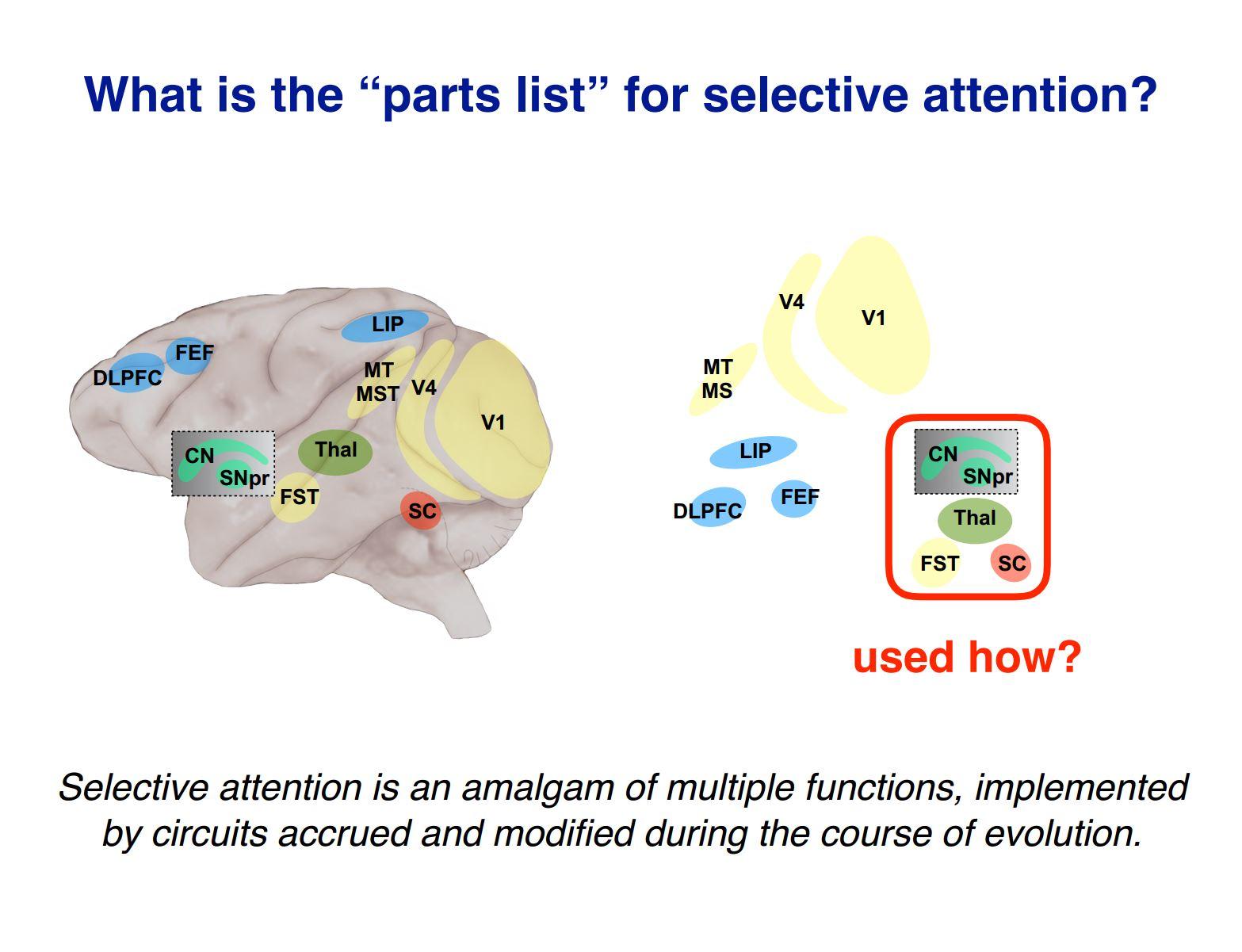 Evolution of selective attention