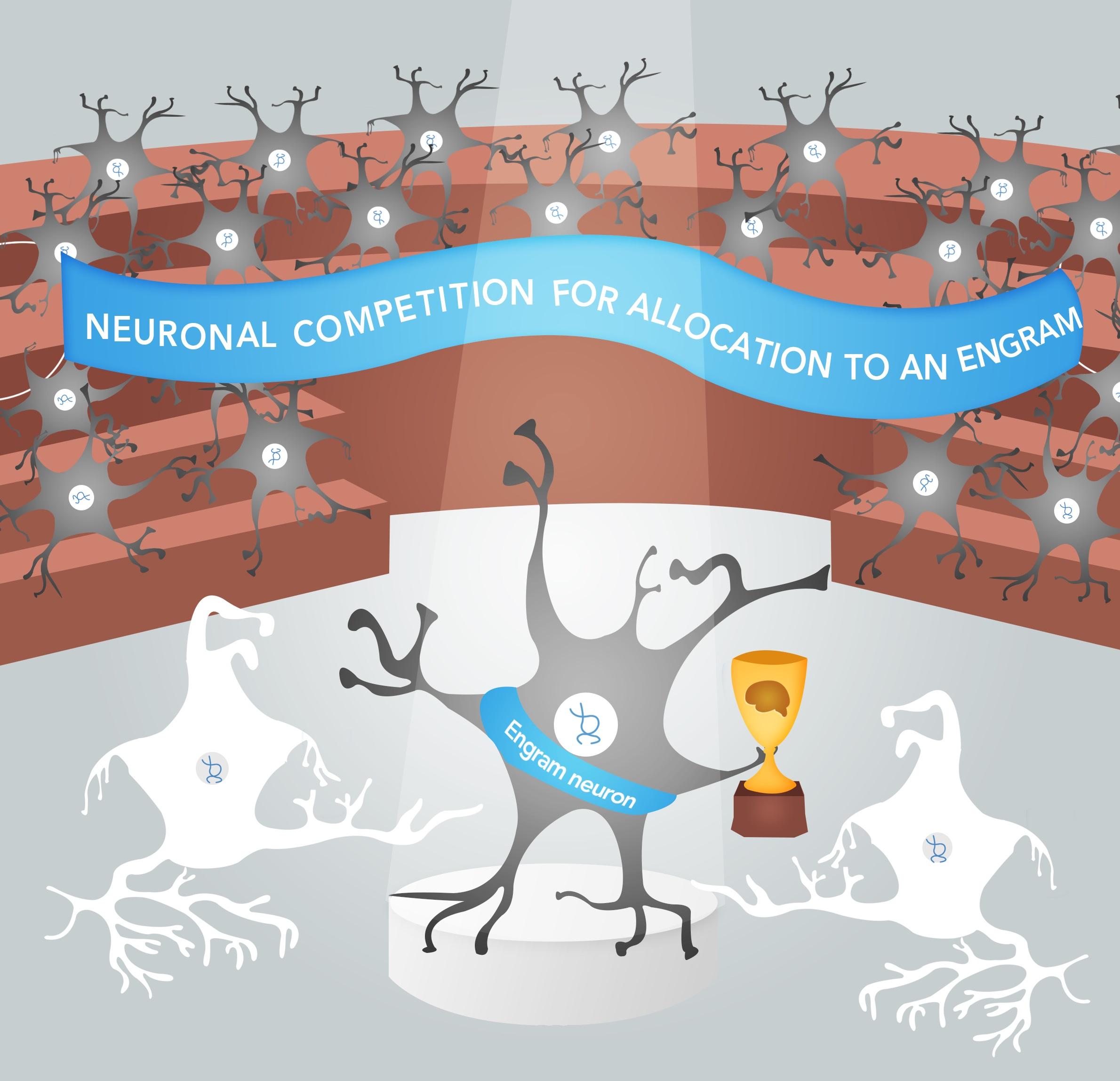 Neuronal competition for allocation to engram