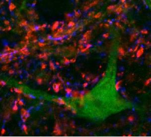 Tuan Bui Research Image