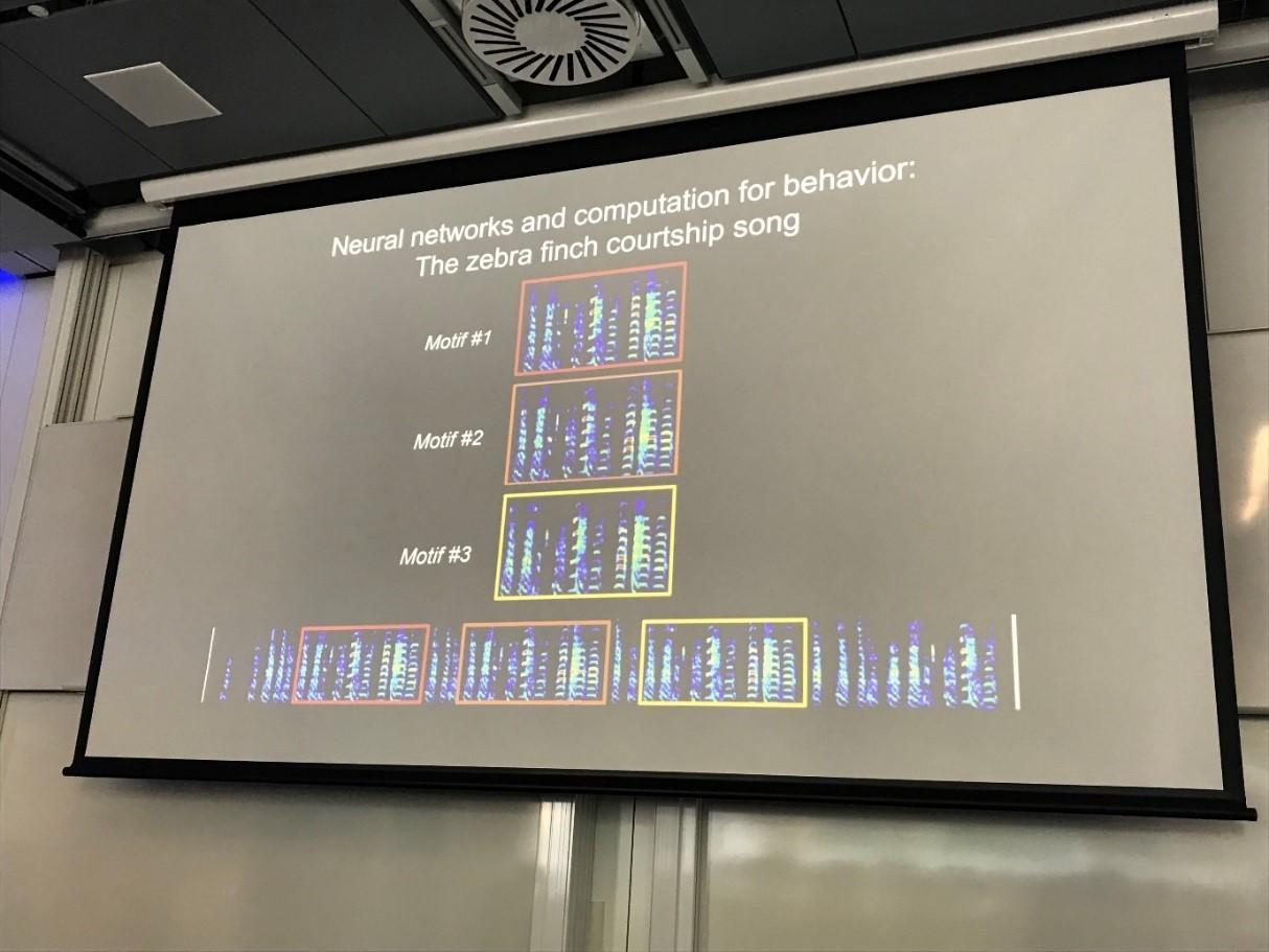 Zebra finch courtship song