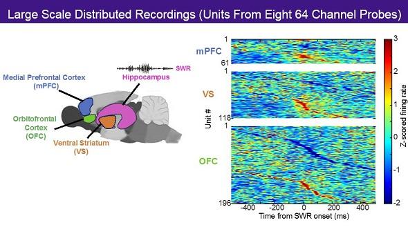 Brain and Raster of Large Scale Distributed Recordings - Loren Frank