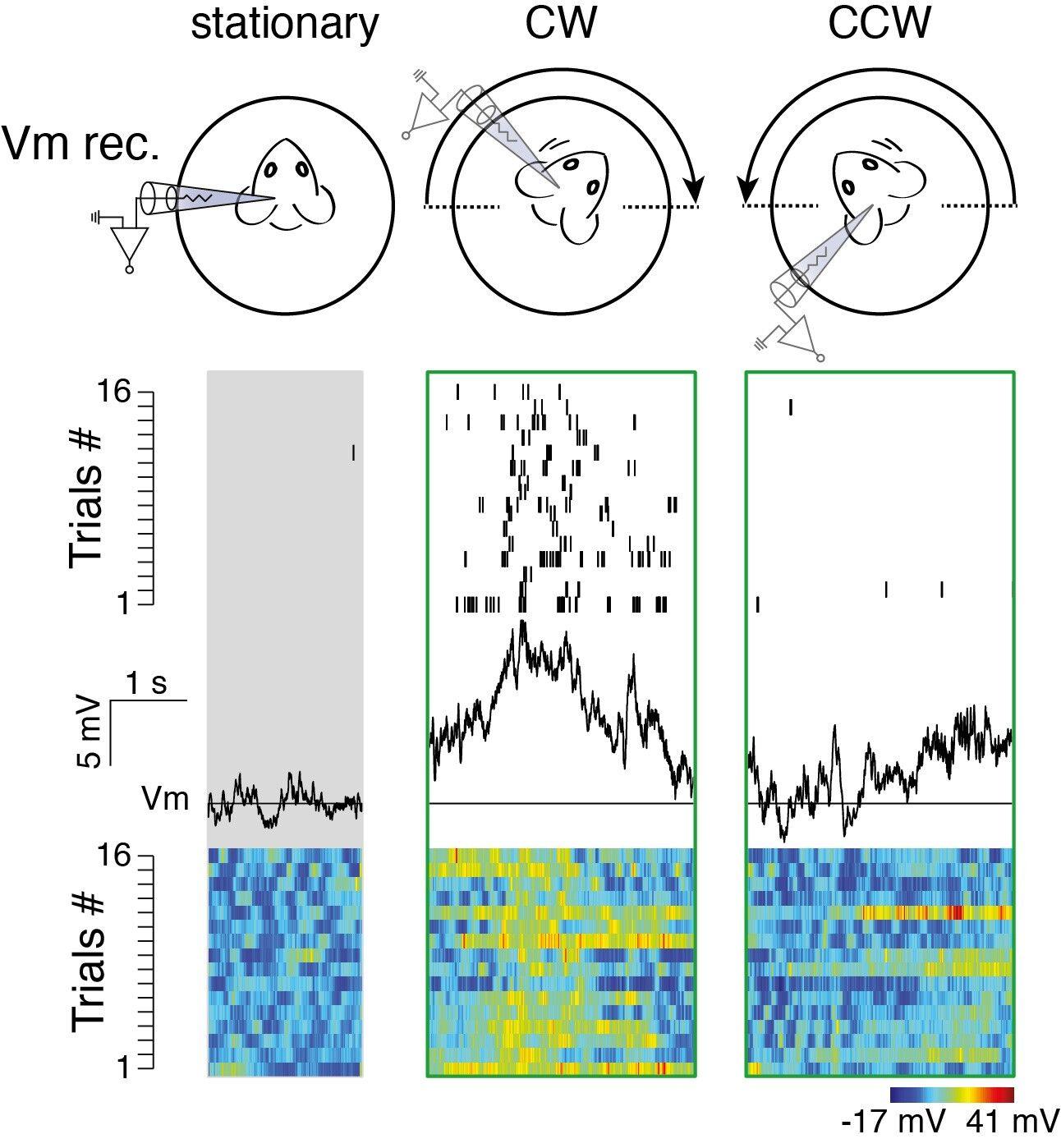 A single neuron recorded in layer 6 of the primary visual cortex showing rotation-evoked responses