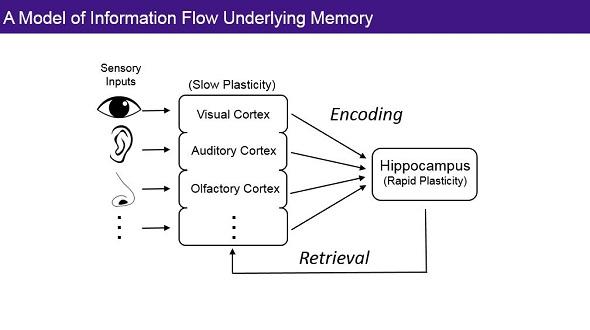 A Model of Information Flow Underlying Memory - Loren Frank