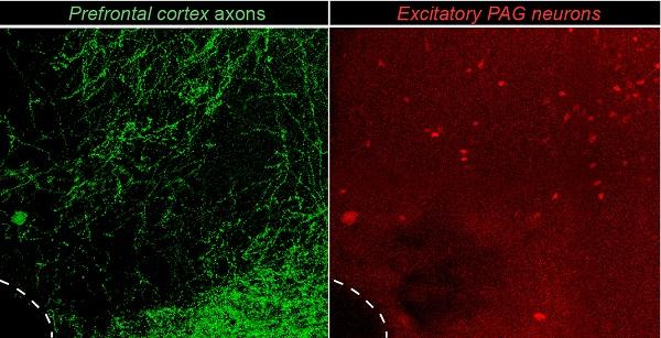 Section of the PAG - by Tiago Branco and Cornelius Gross
