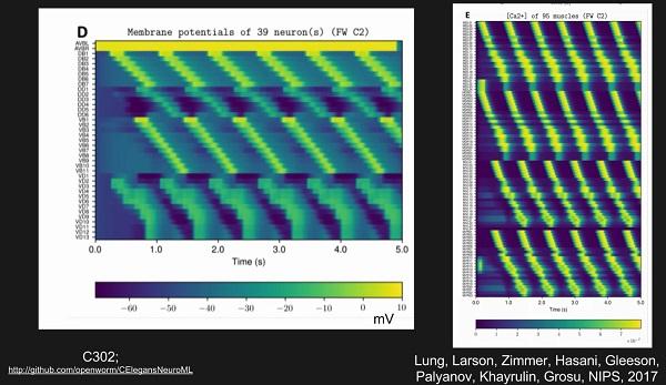 OpenWorm: Raster plots of membrane potential and calcium concentration during forward movement simulations