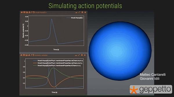 OpenWorm: Simulating action potentials