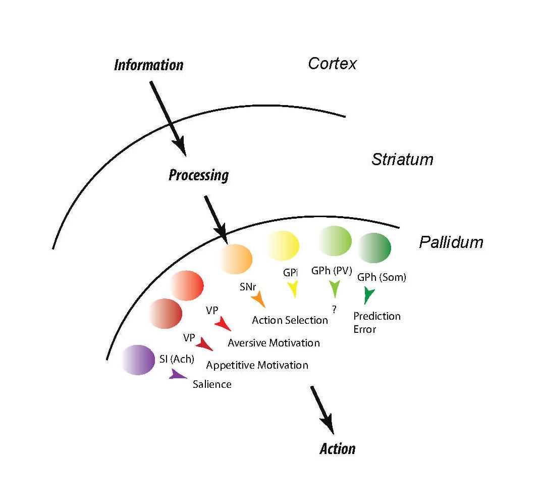 Scheme for the principle information extraction performed by the basal ganglia to support purposive action