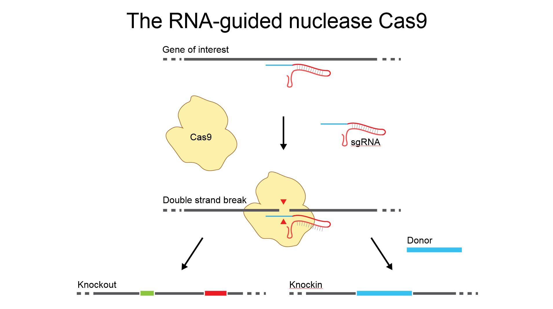 RNA-guided nuclease Cas9