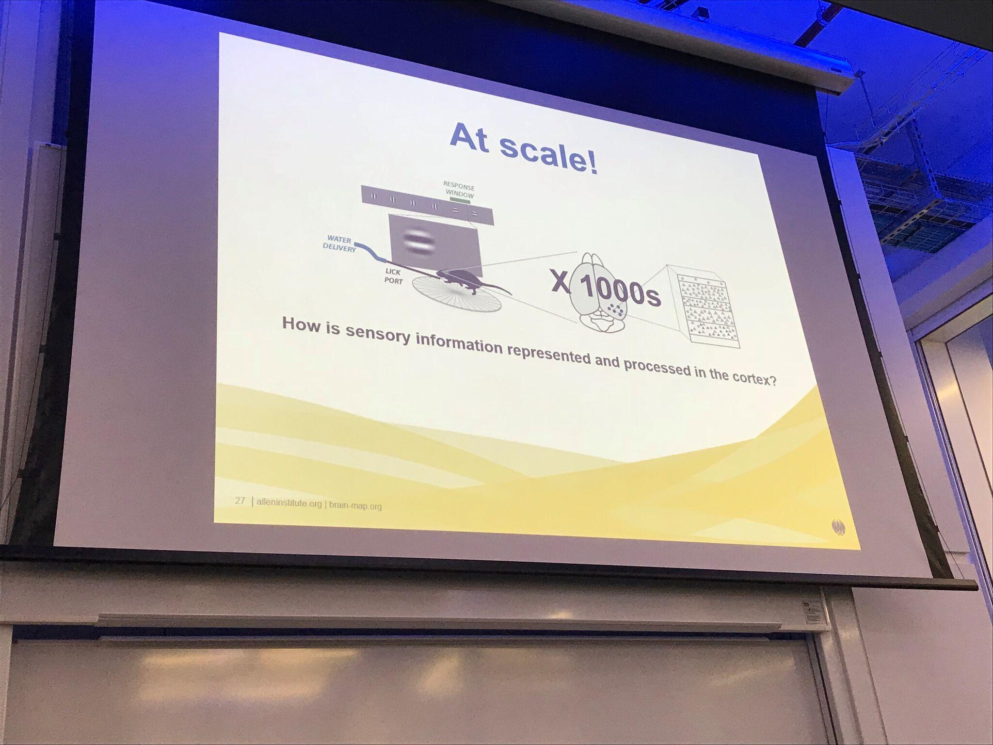 How is sensory information represented and processed in the cortex? from Jérôme Lecoq seminar