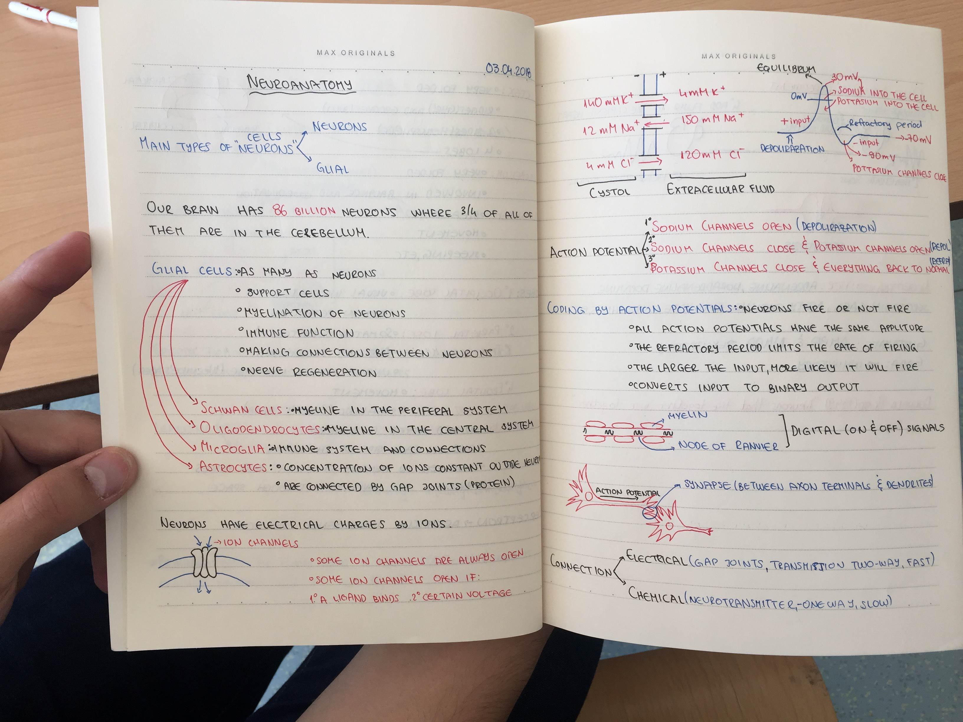 Neuroscience Notebook