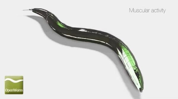 OpenWorm: concept art showing simulated muscular activity in C. Elegans