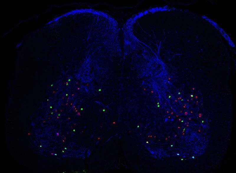 Research image - Graziana Gatto