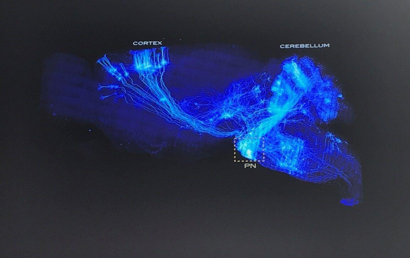 Image of the cortex and cerebellum - Adam Hantman