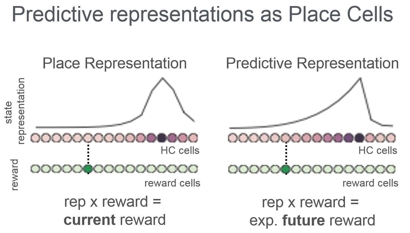 Place representation for current reward &amp; predictive representation for expected future rewards