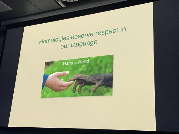 Chimpanzee and human hands