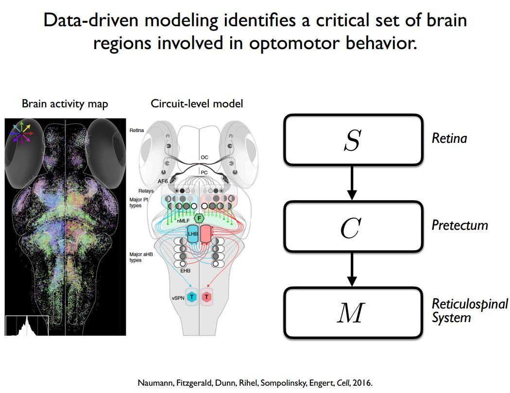 Optomotor behaviour model