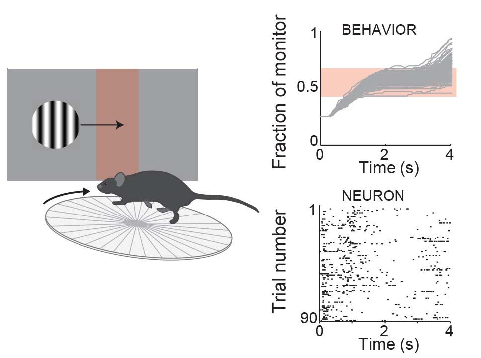 Mouse visual cortex experiment