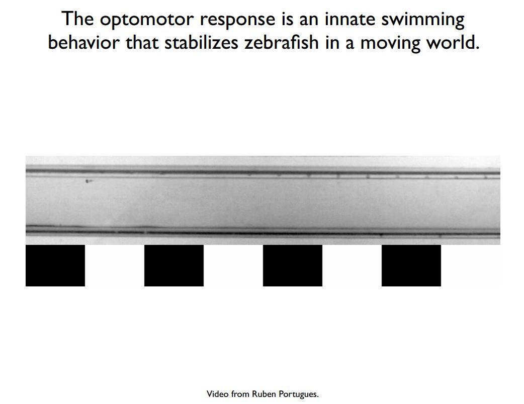 Optomotor response in zebrafish