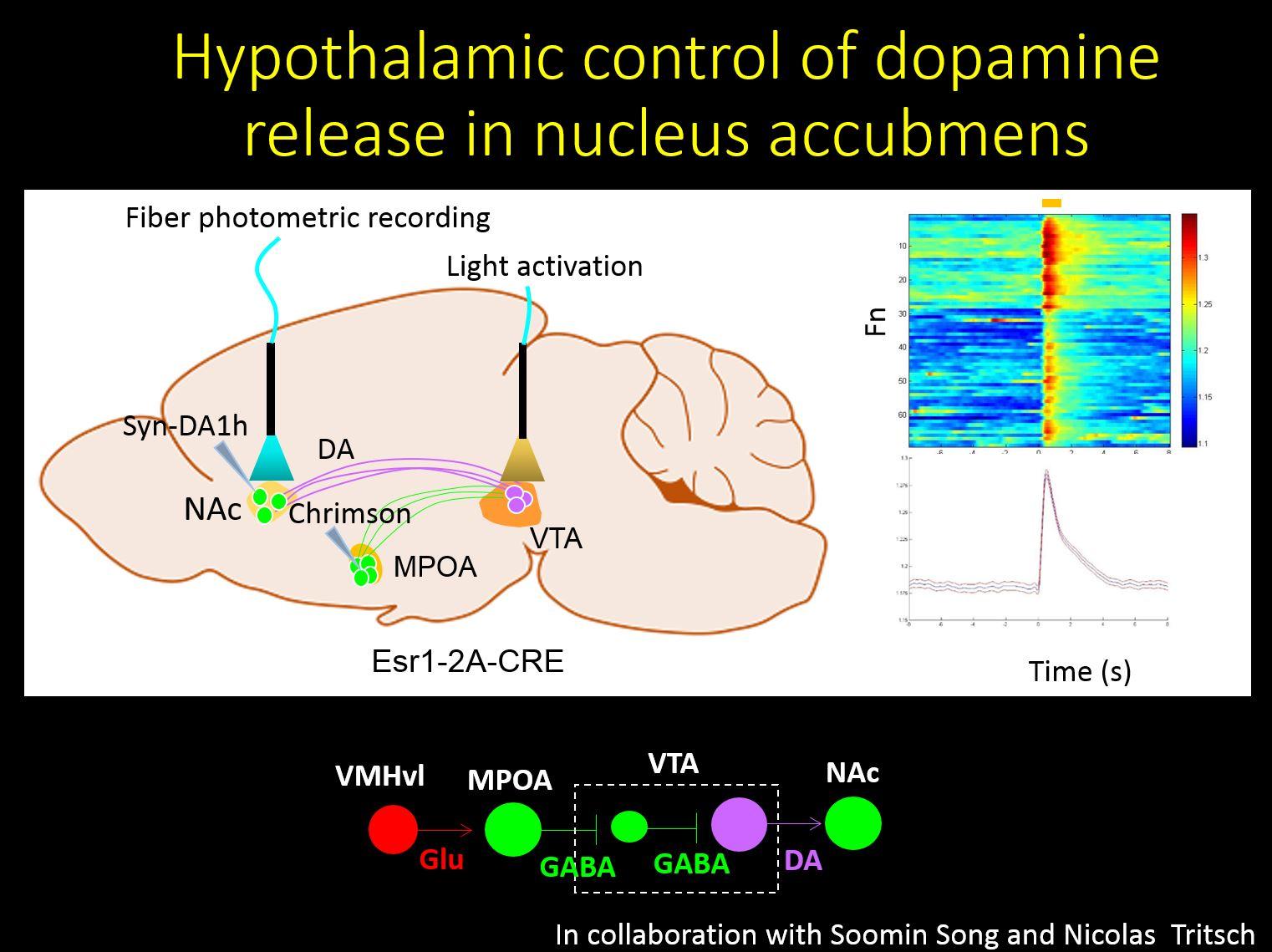 Hypothalamic control of dopamine release in nucleus accumbens