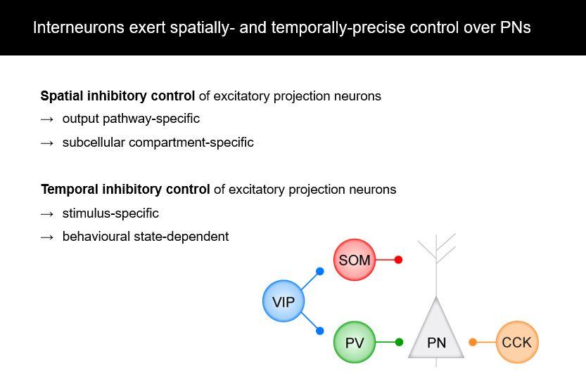 Interneurons exert spatially and temporally-precise control over PNs