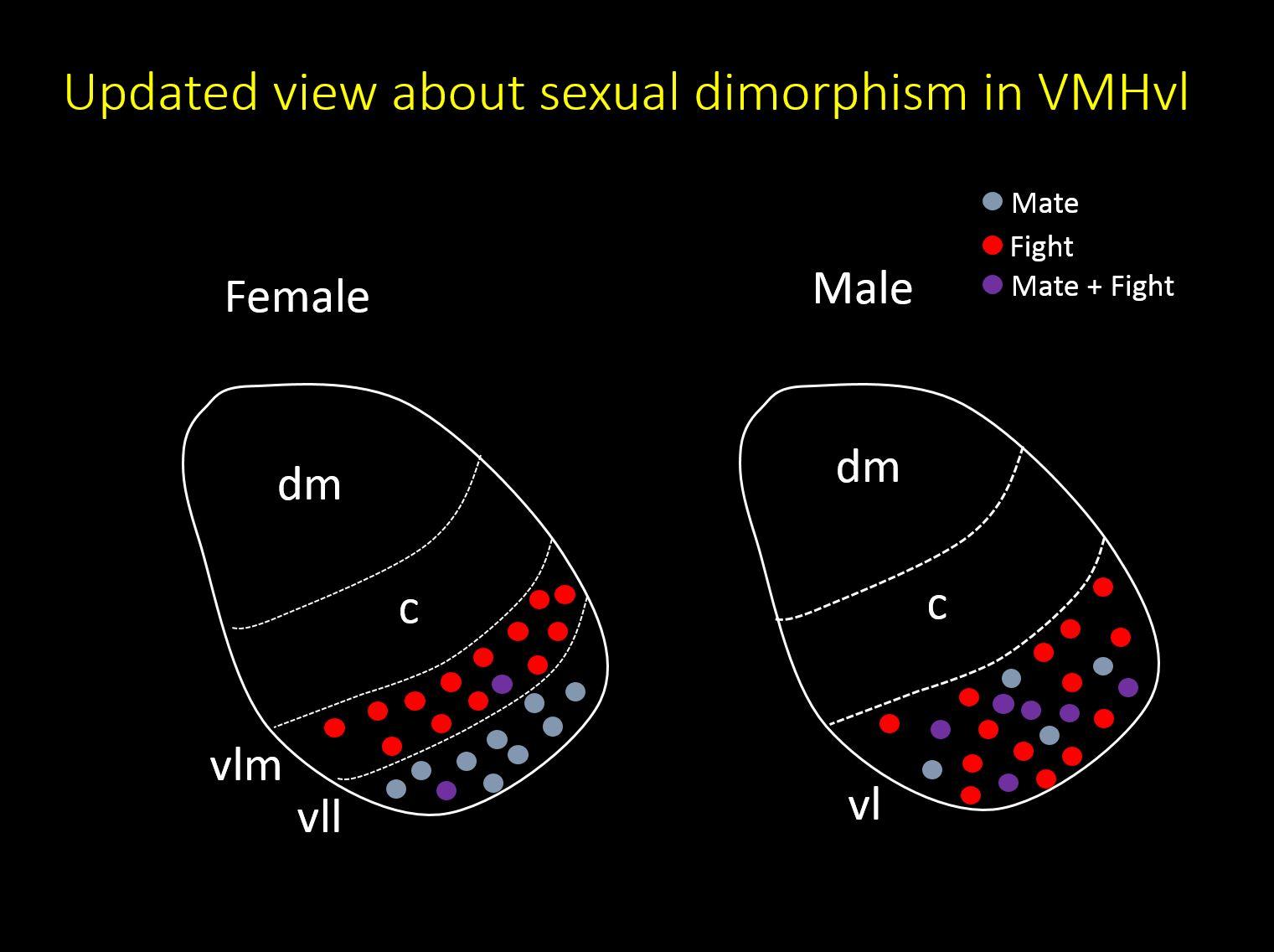 Sexual Dimorphism in VMHvl