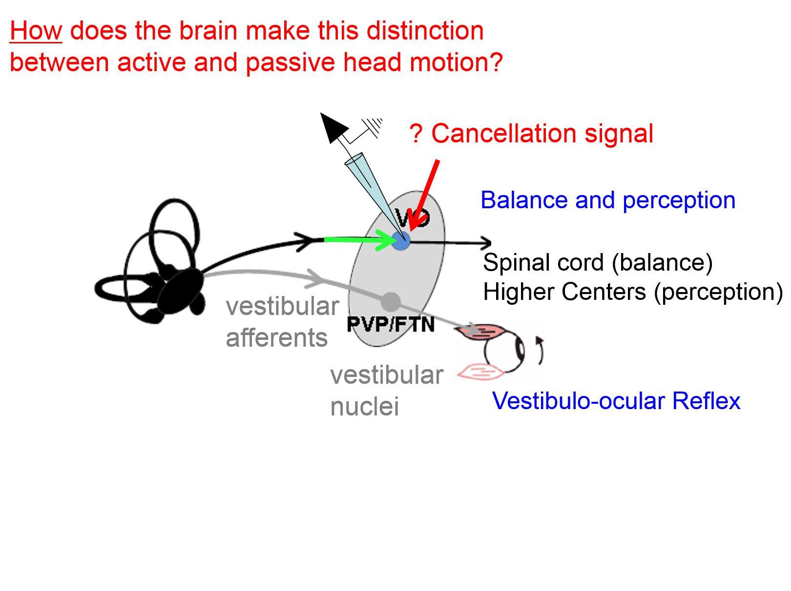 How does the brain make this distinction between active and passive head motion?