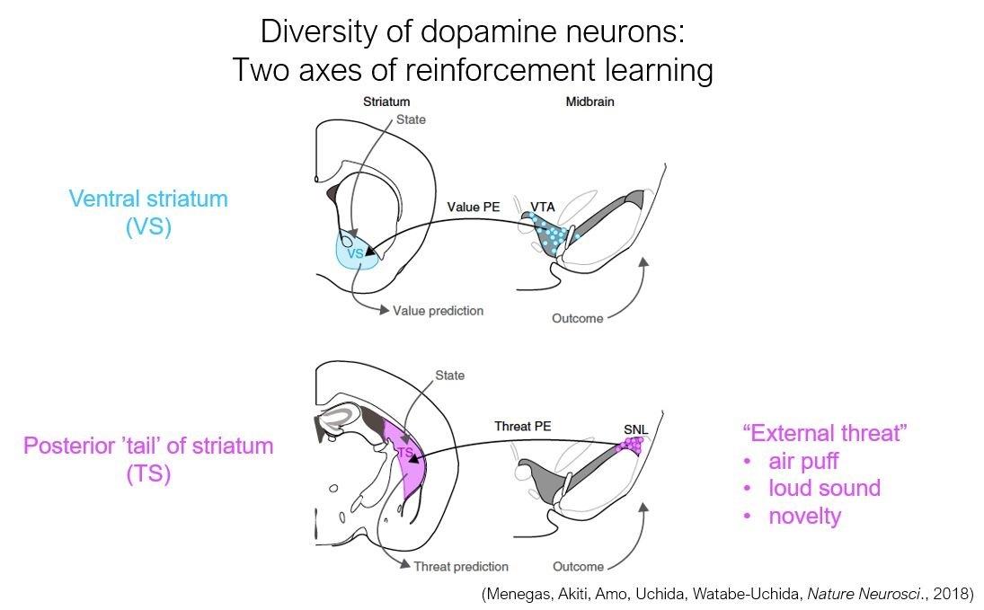 Diversity of dopamine neurons
