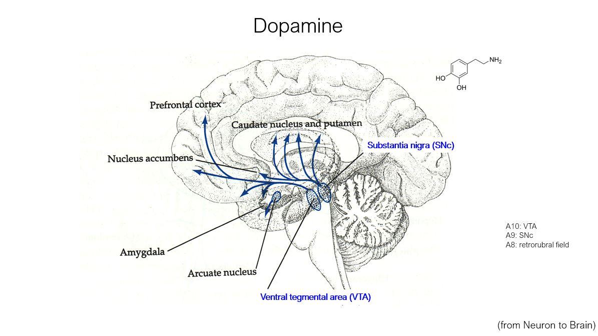 Dopamine structure and brain regions
