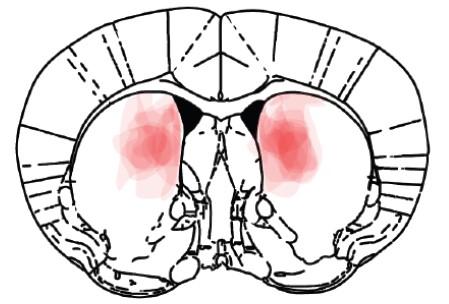 Brain during adolescence illustration