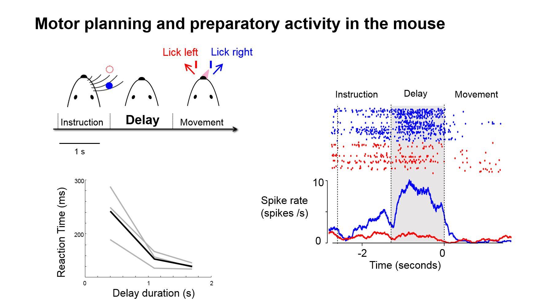 Motor planning and preparatory activity in the mouse