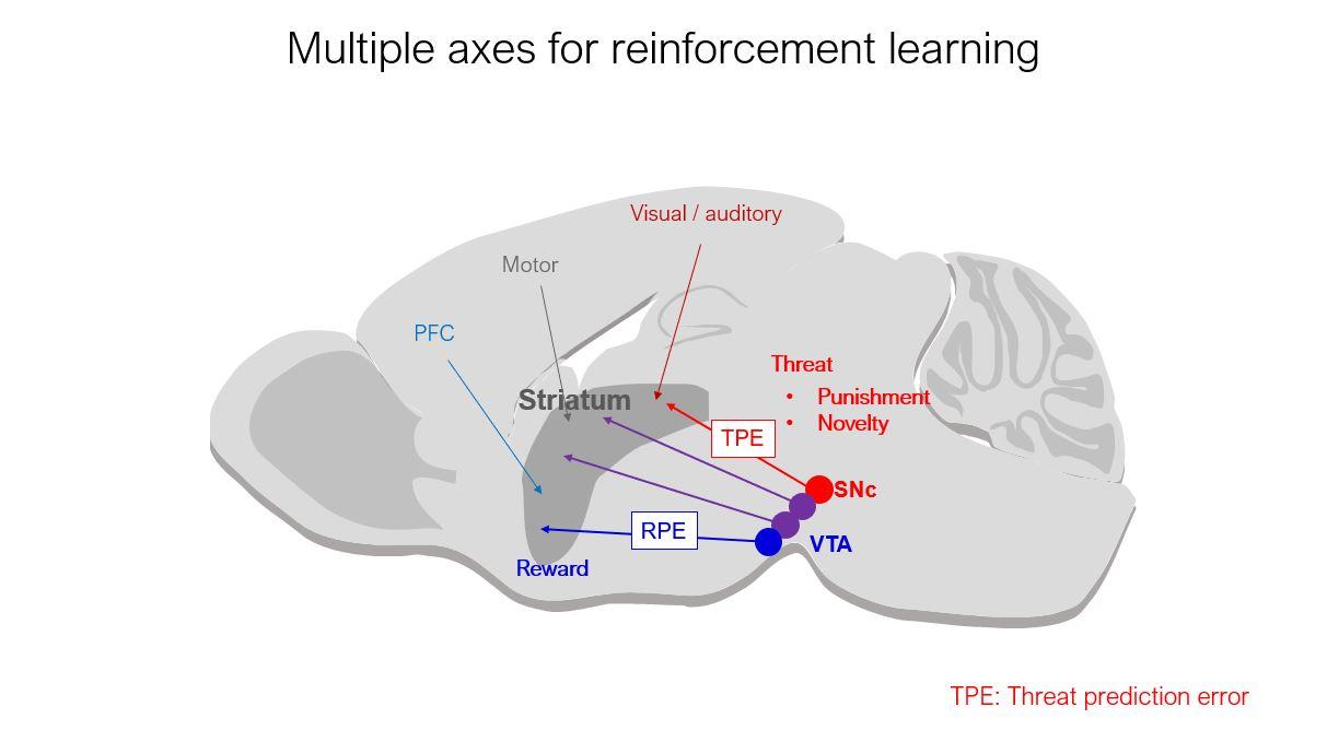 Multiple axes for reinforcement learning