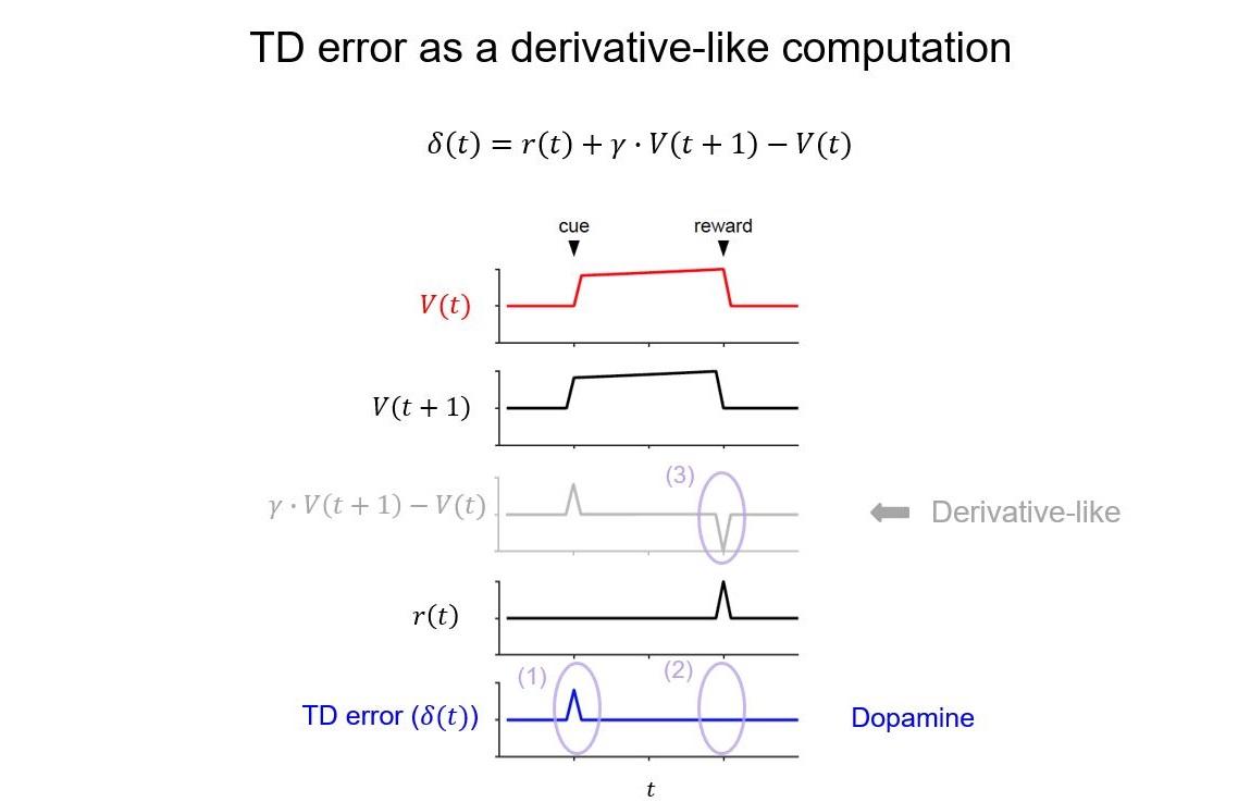 TD error as a derivative-like computation