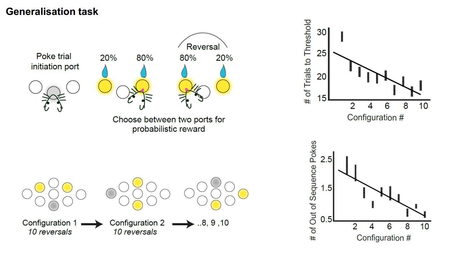 Generalisation task in mice