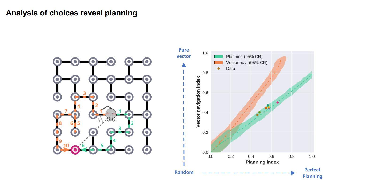 Evidence of planning in mice