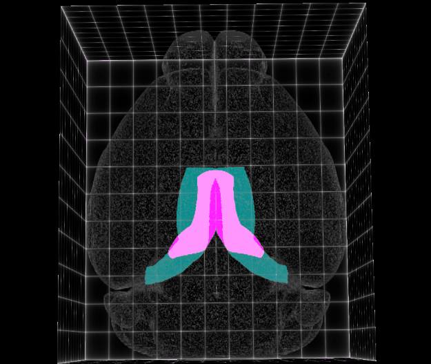 Retrosplenial Cortex - Sepiedeh Keshavarzi